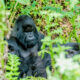 Explained Gorilla Trekking Tour Packages