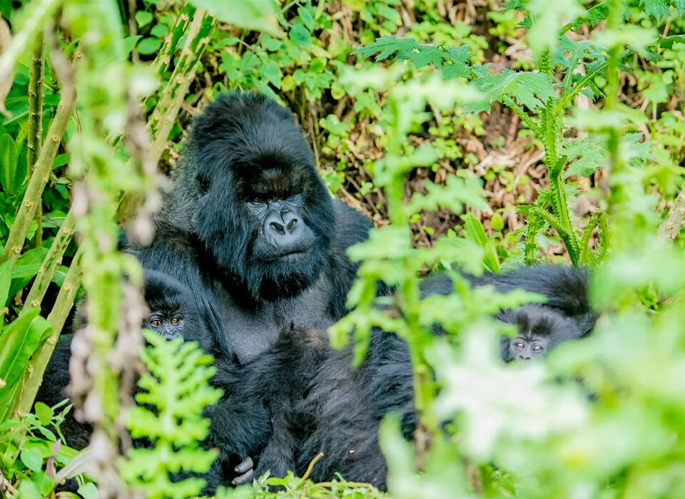 Explained Gorilla Trekking Tour Packages
