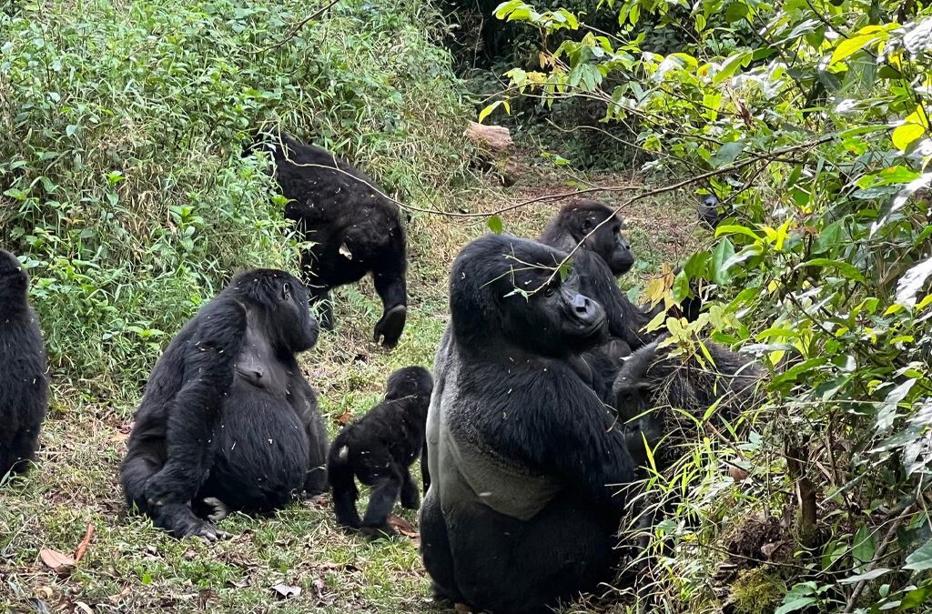 Can You Combine Lion and Leopard Tracking with Gorilla Trekking on a Uganda Safari?