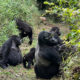 Can You Combine Lion and Leopard Tracking with Gorilla Trekking on a Uganda Safari?