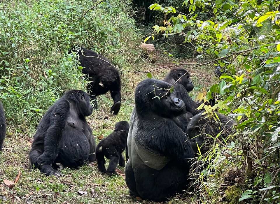 Can You Combine Lion and Leopard Tracking with Gorilla Trekking on a Uganda Safari?