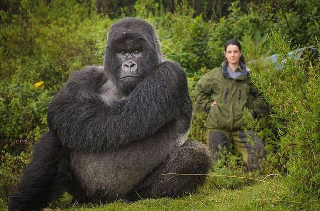 How to Plan to See Gorillas in Uganda During the Winter Break