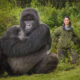 How to Plan to See Gorillas in Uganda During the Winter Break