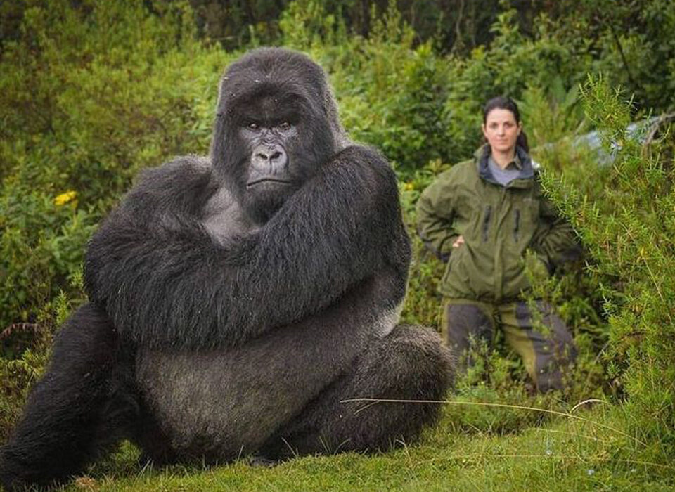 How to Plan to See Gorillas in Uganda During the Winter Break