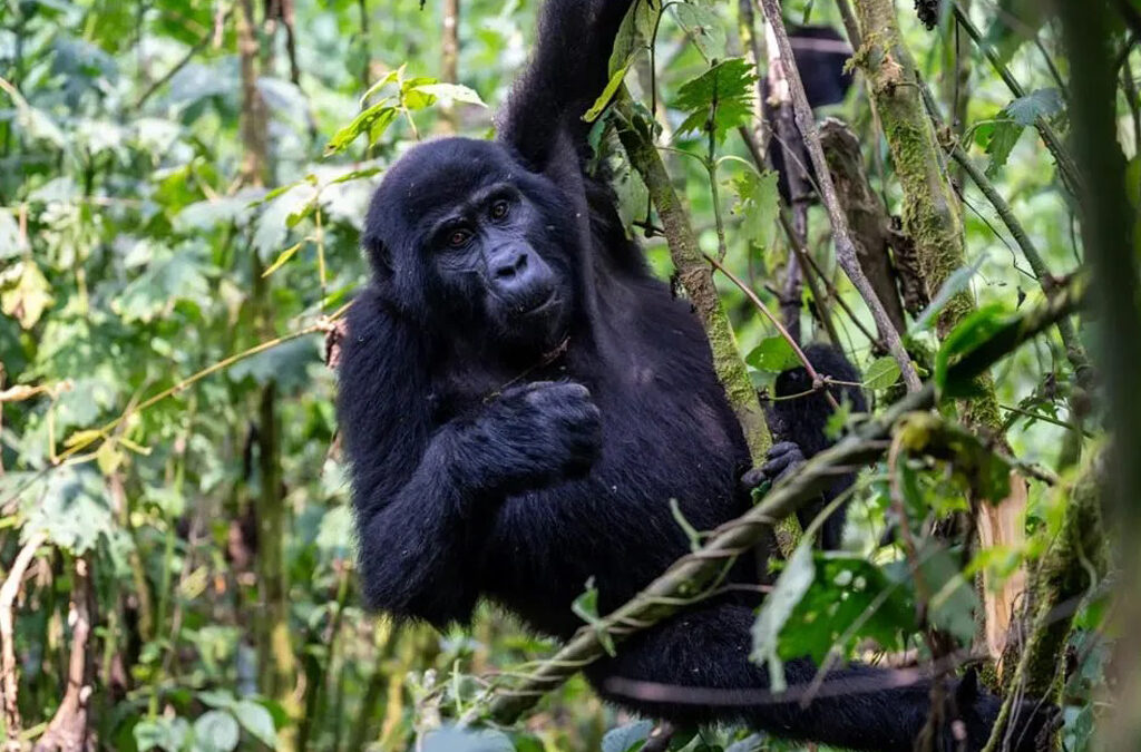 Can I Visit Gorillas Without a Permit?