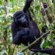 Can I Visit Gorillas Without a Permit?