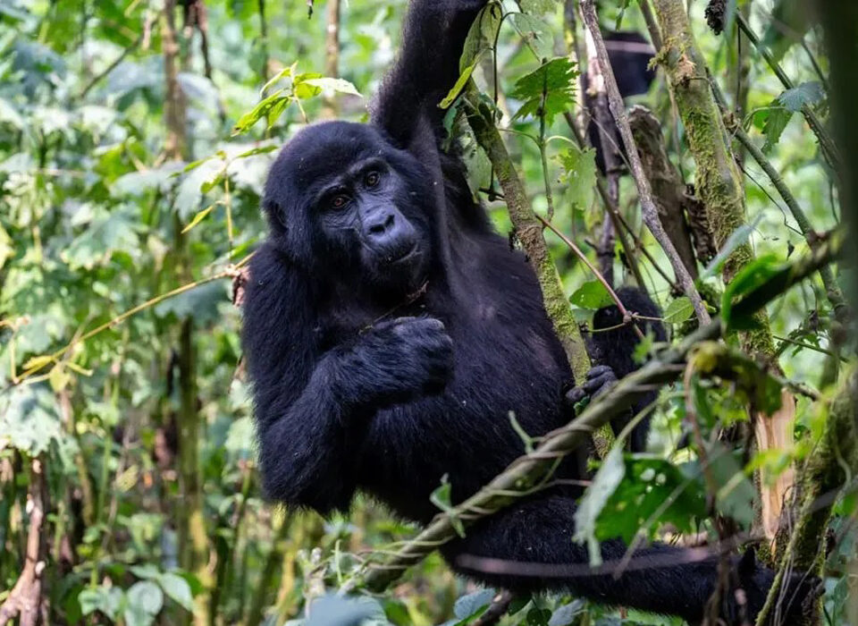 Can I Visit Gorillas Without a Permit?