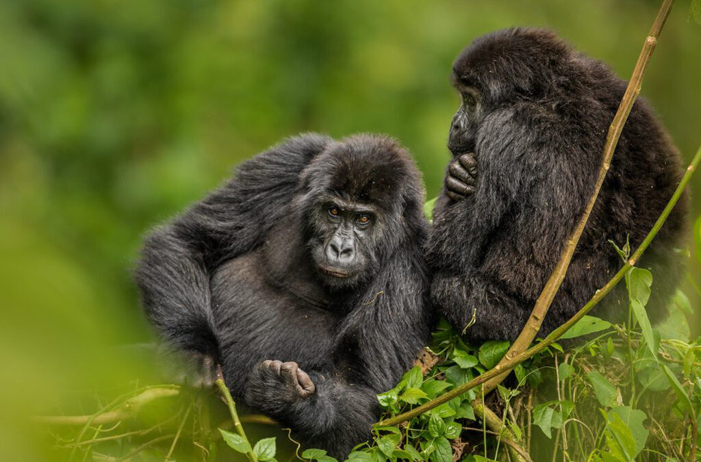 Gorilla Families in Democratic Republic of Congo