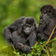 Gorilla Families in Democratic Republic of Congo
