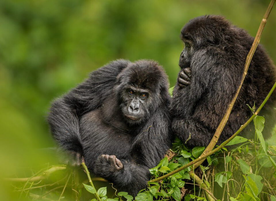 Gorilla Families in Democratic Republic of Congo