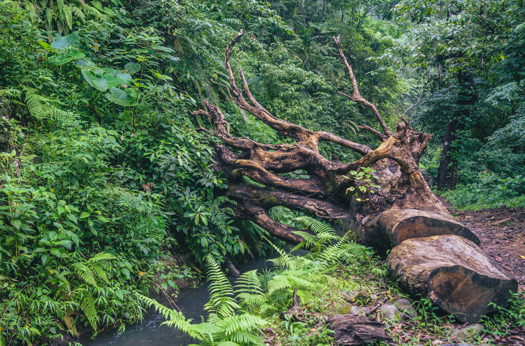 Activities to Do in Mabira Forest