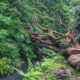 Activities to Do in Mabira Forest