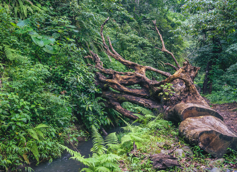 Activities to Do in Mabira Forest