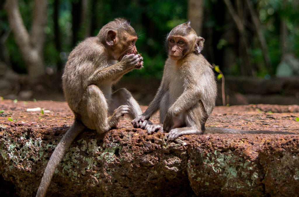 15 Unusual Primate Species Found in Uganda