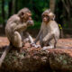 15 Unusual Primate Species Found in Uganda