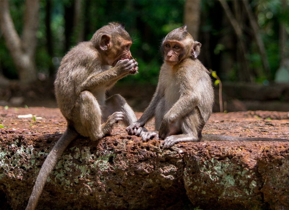 15 Unusual Primate Species Found in Uganda