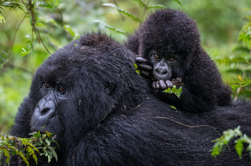 Most Popular Gorilla Family Groups in Rwanda