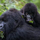 Most Popular Gorilla Family Groups in Rwanda