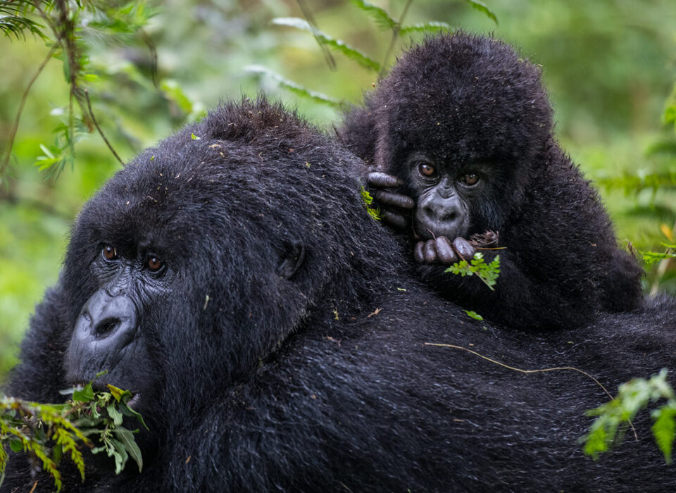 Most Popular Gorilla Family Groups in Rwanda