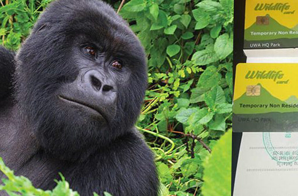 he Economics of Gorilla Permits: Where Does the Money Go?
