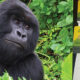he Economics of Gorilla Permits: Where Does the Money Go?