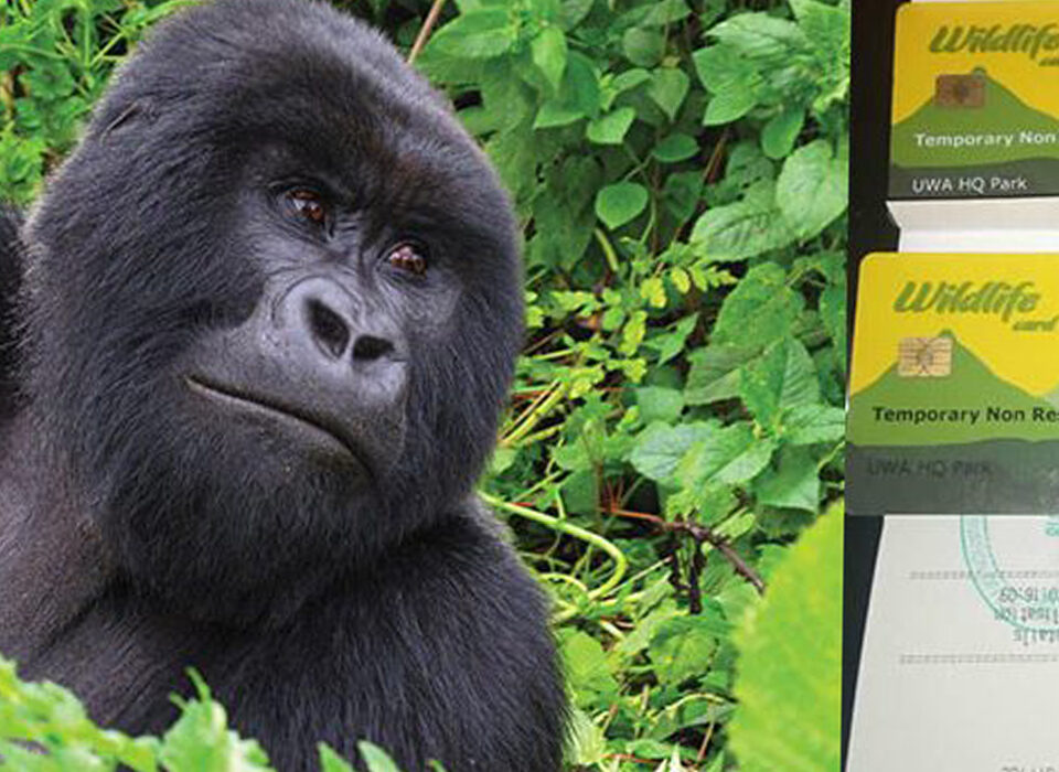 he Economics of Gorilla Permits: Where Does the Money Go?
