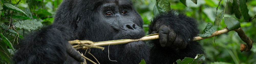 Affordable Uganda Safari Tours for 2026