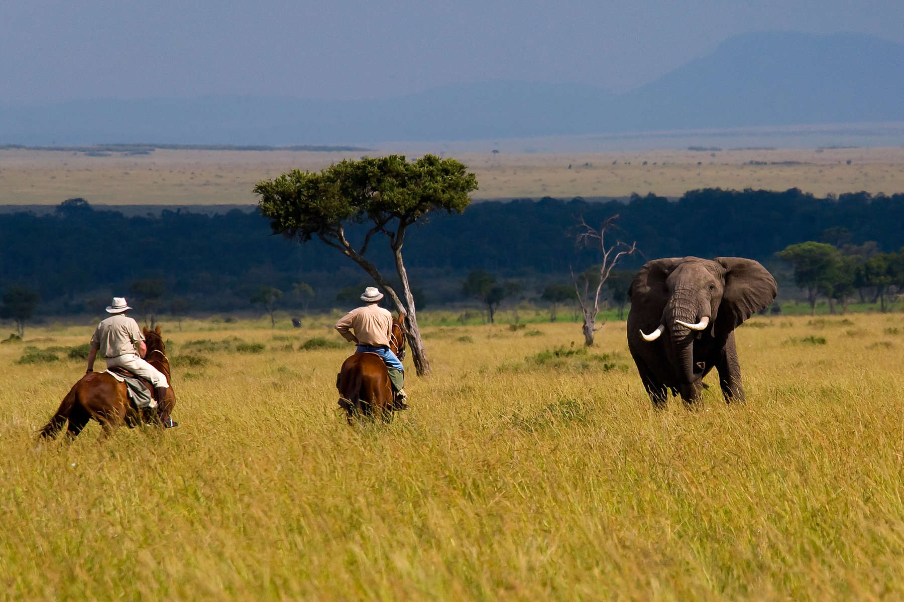 Are there horseback safaris in Kenya?
