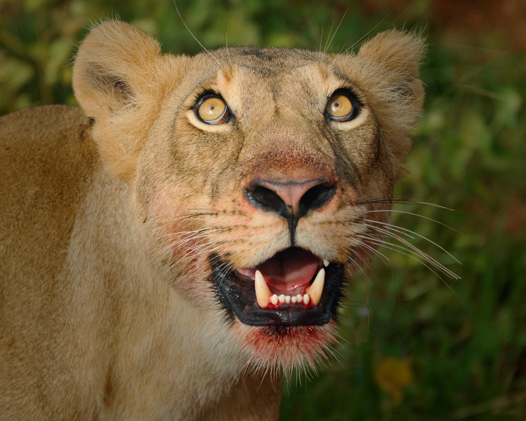 Are there lions in Rwanda?