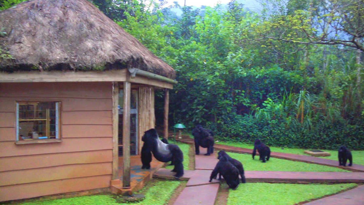Are there lodges with spa services near gorilla parks?