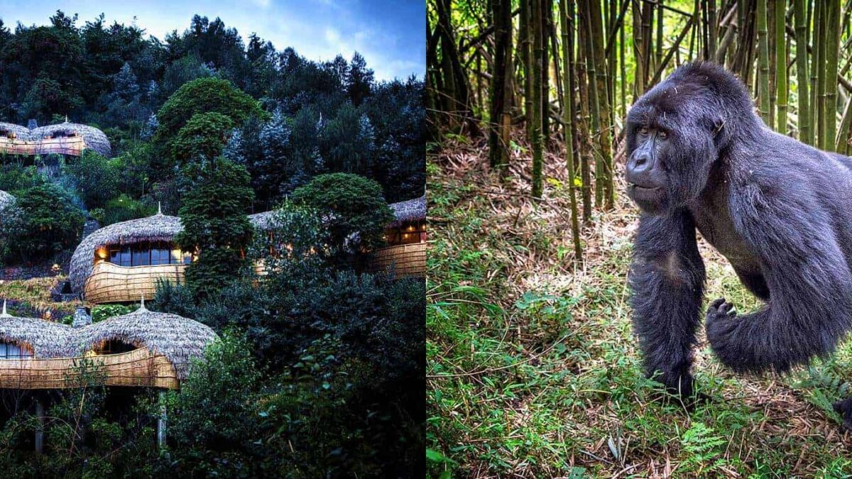 Are there lodges with spa services near gorilla parks?