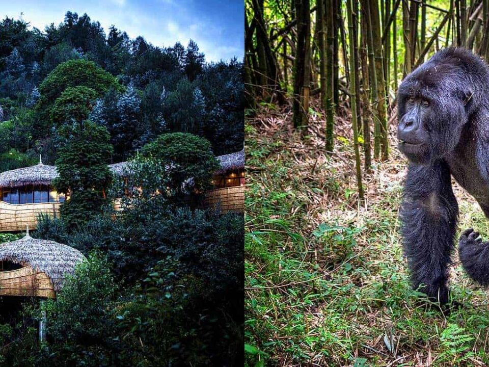 Are there lodges with spa services near gorilla parks?