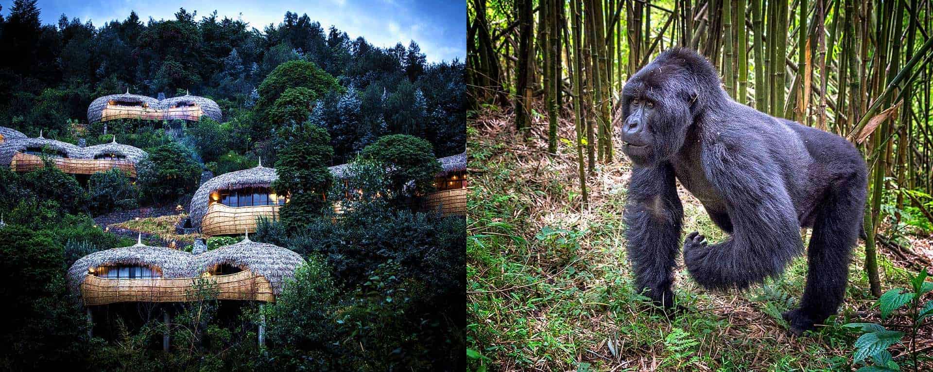 Are there lodges with spa services near gorilla parks?