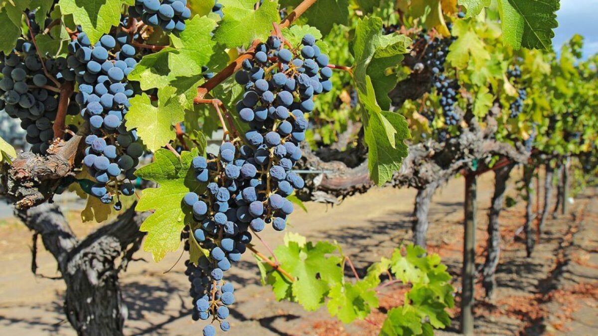 Are there vineyard tours in Kenya?