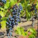 Are there vineyard tours in Kenya?
