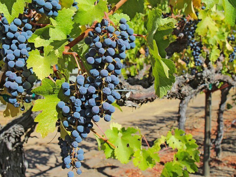 Are there vineyard tours in Kenya?