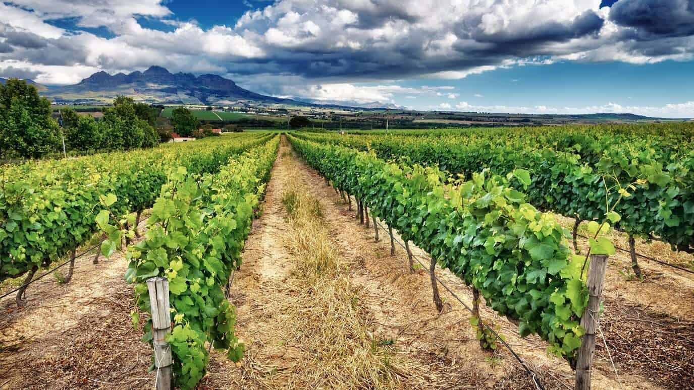 Are there vineyard tours in Kenya?