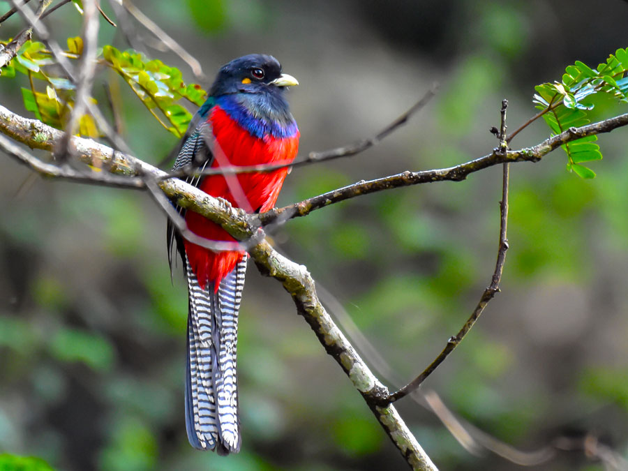 Are there wellness retreats in Uganda?