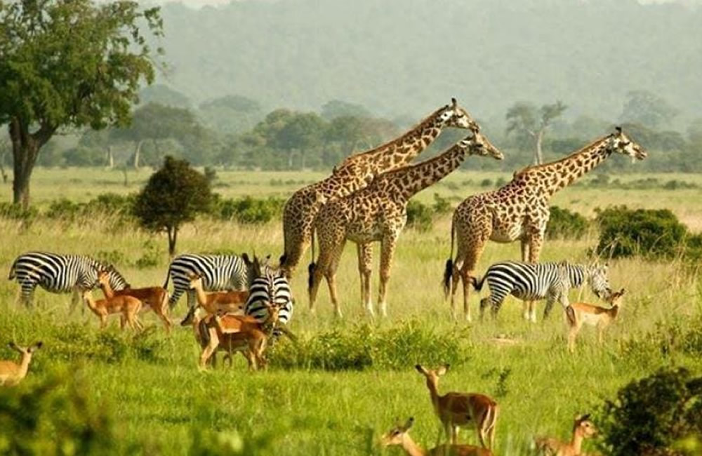 Best Uganda Tours for Adventure Lovers