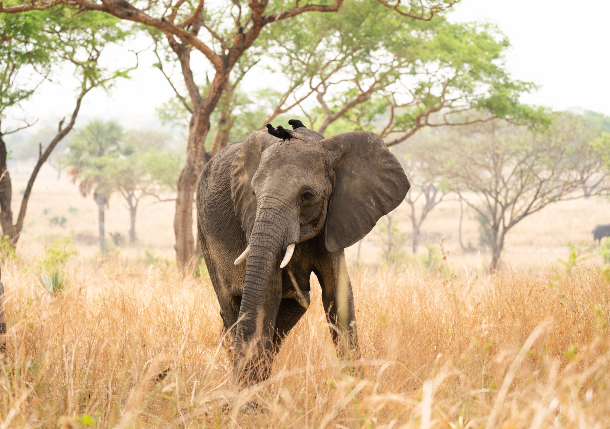 Best Uganda Tours for First-Time Travelers