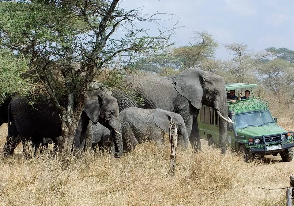 Best Uganda Tours for First-Time Travelers