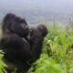 Can I book private gorilla treks in Uganda?