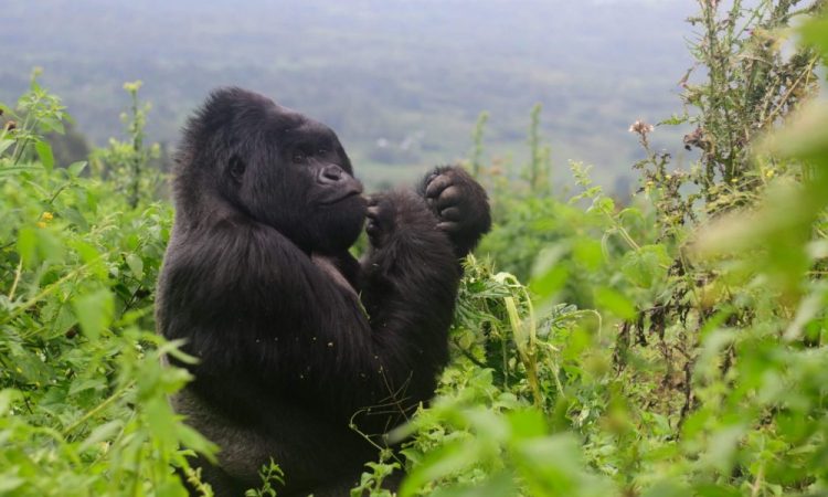 Can I book private gorilla treks in Uganda?