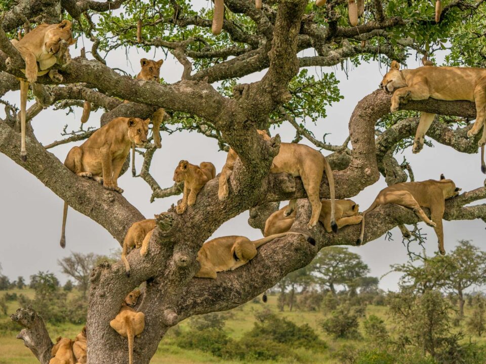 Can I combine Maasai Mara and Serengeti in one trip?