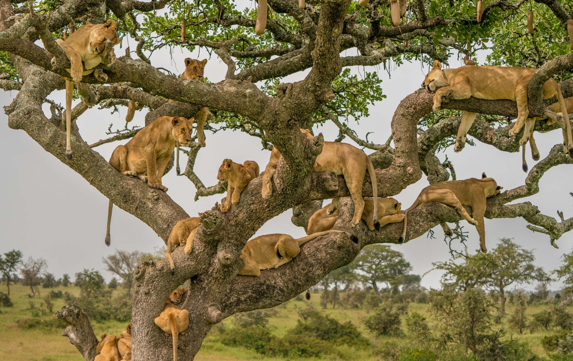 Can I combine Maasai Mara and Serengeti in one trip?