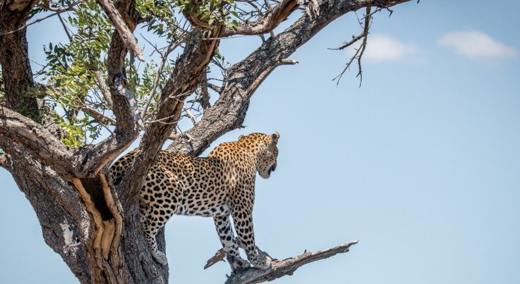 Can I combine Rwanda with Uganda in one trip?