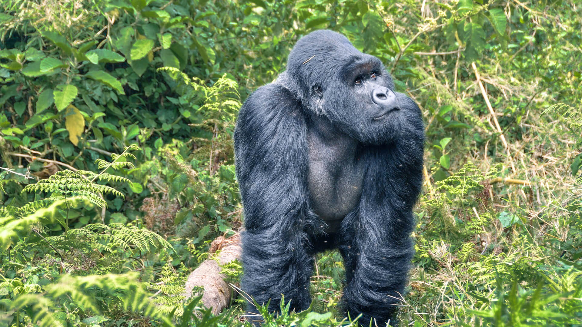 Can I combine gorilla trekking with chimp tracking in Rwanda?