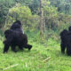Can I combine gorilla trekking with chimp tracking in Rwanda?