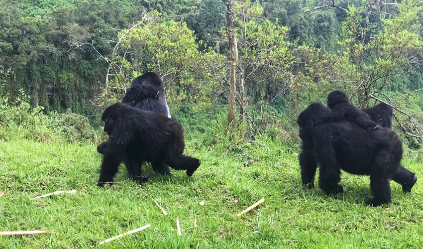 Can I combine gorilla trekking with chimp tracking in Rwanda?