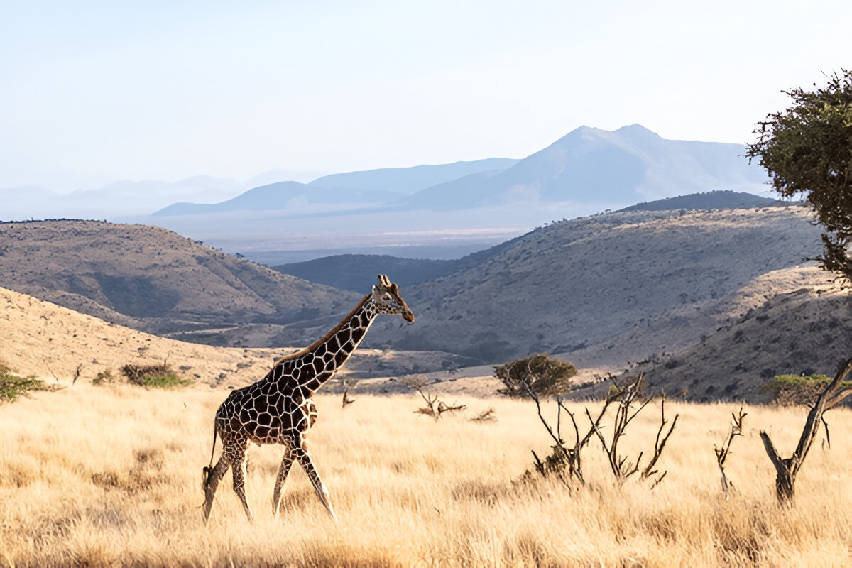 Can I do a 3-country East Africa safari starting in Kenya?